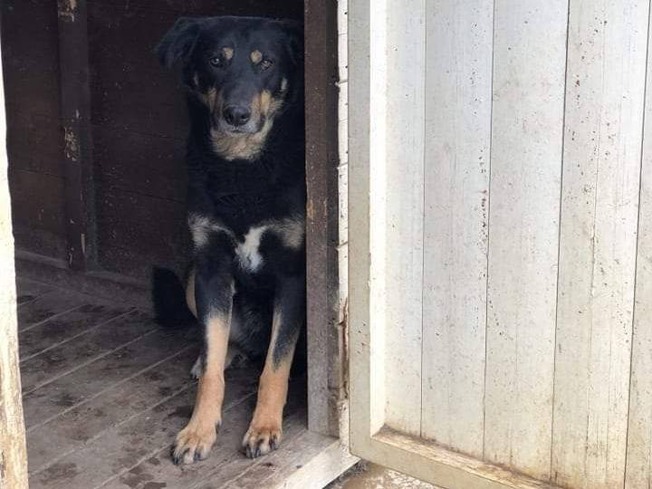 Foto dell'animale