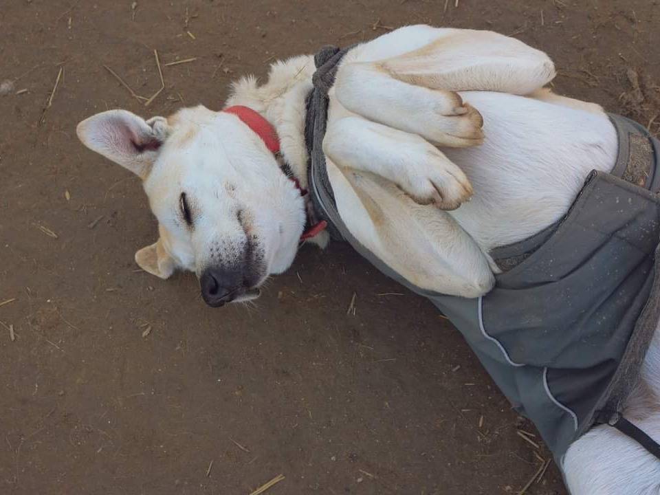 Foto dell'animale