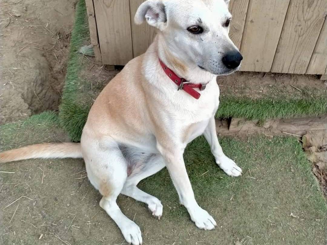 Adotta il cane Giuly a Pisa