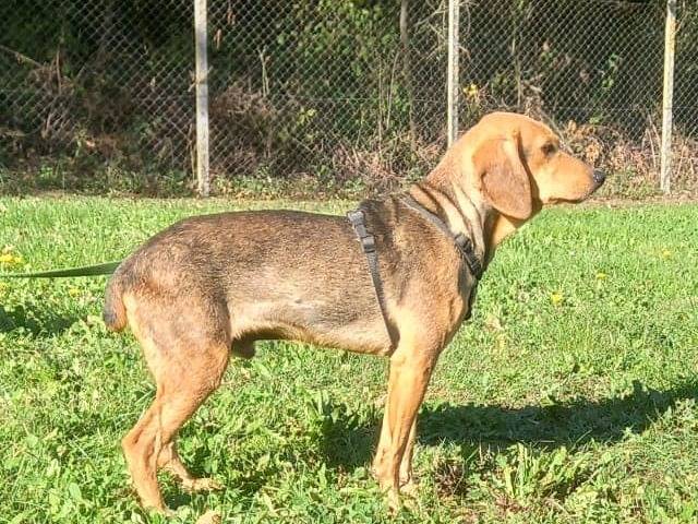 Adotta un cane, taglia media, maschio, Terni