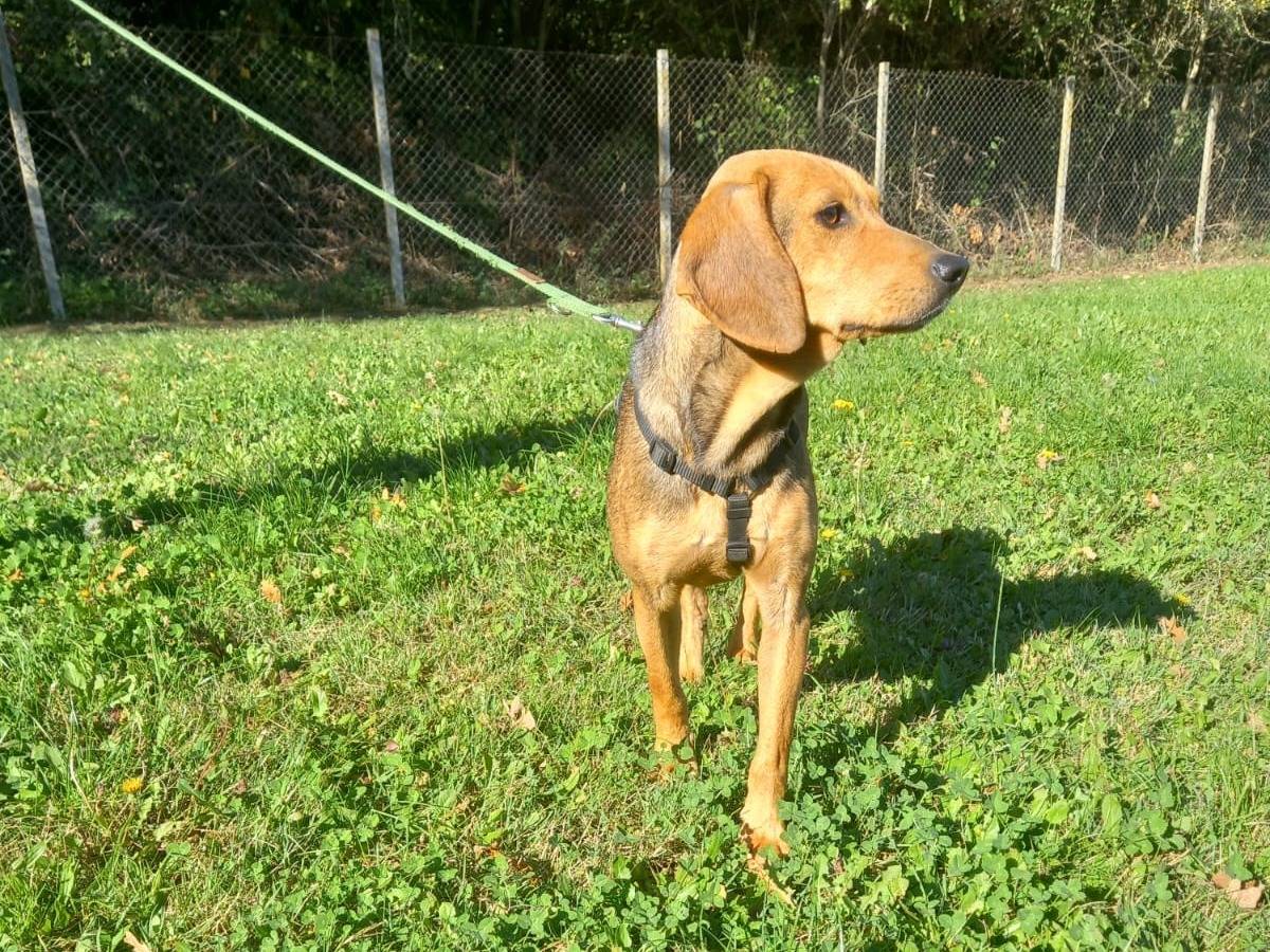 Foto 3 dell'animale