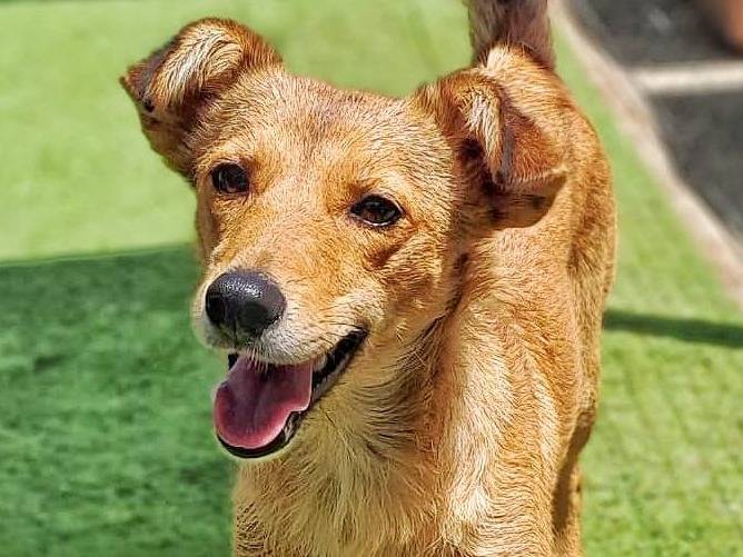 Adotta un cane, femmina, 4 anni e 1 mese, Crotone