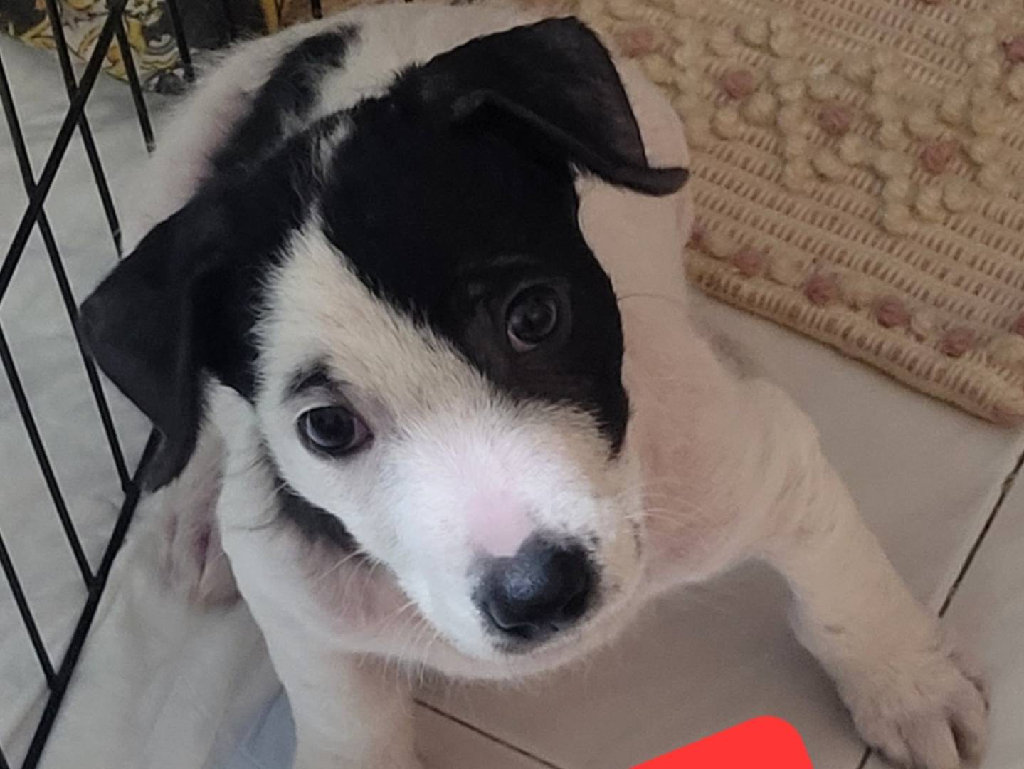 Foto dell'animale