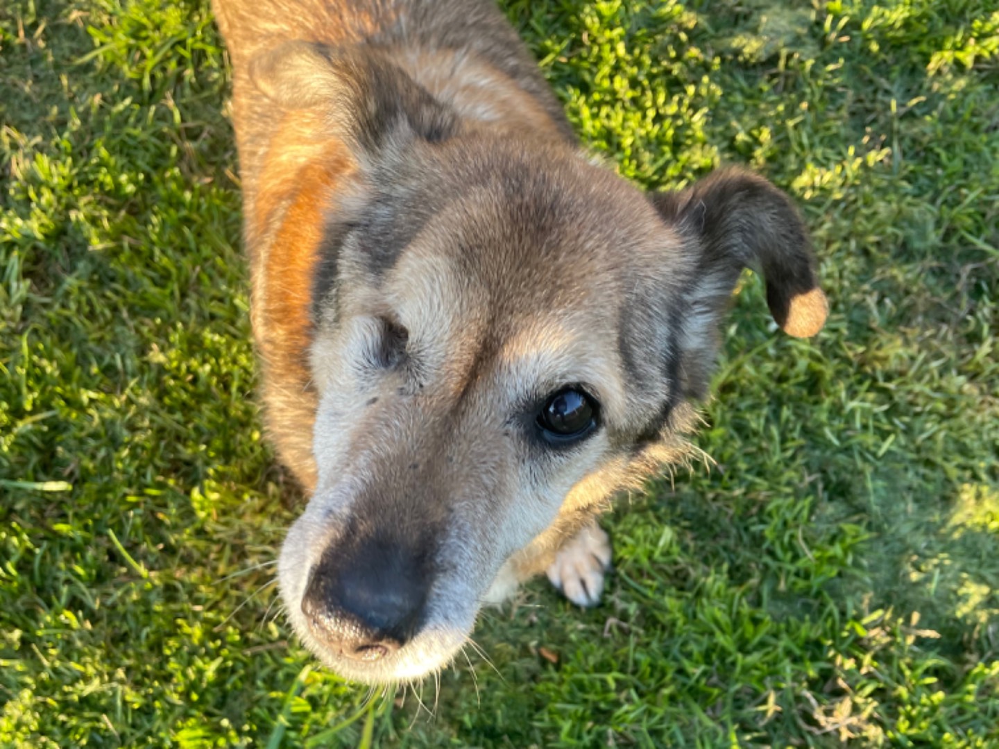 Adozione cane, maschio, meticcio, 16 anni  e 7 mesi , taglia media contenuta, Benevento