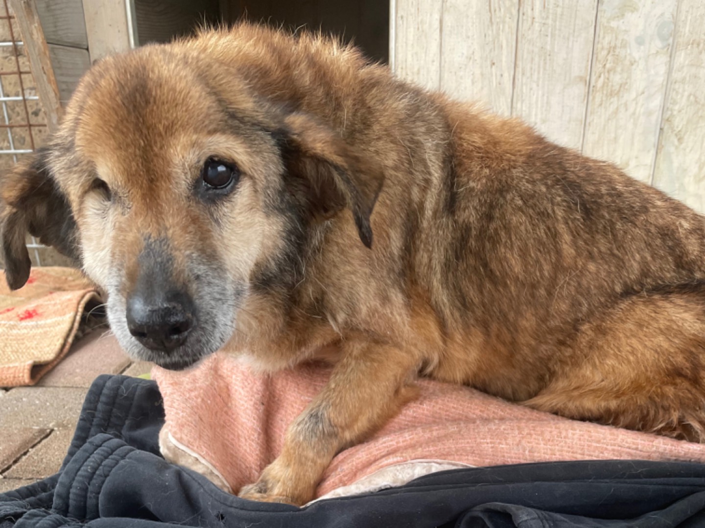 Adotta un cane, maschio, 16 anni  e 7 mesi , Benevento