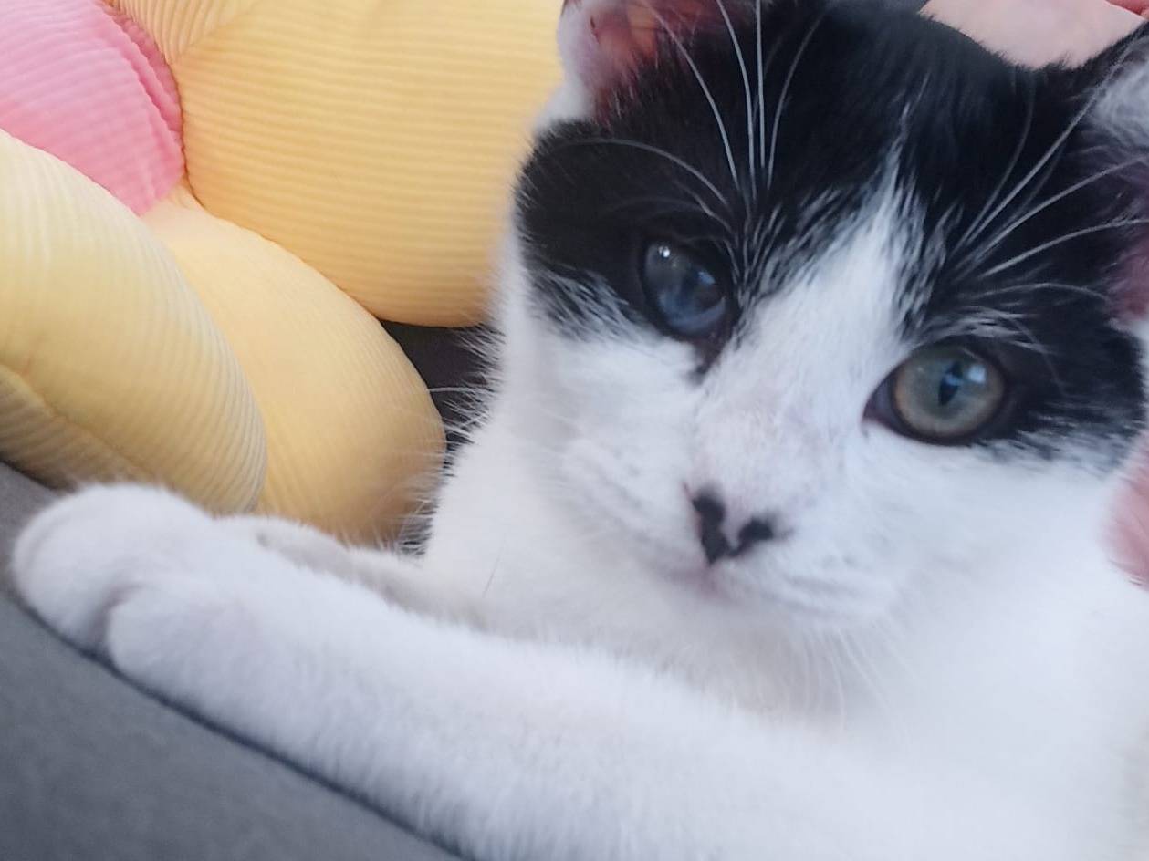Adotta un gatto, femmina, 1 anno e 10 mesi , Bari