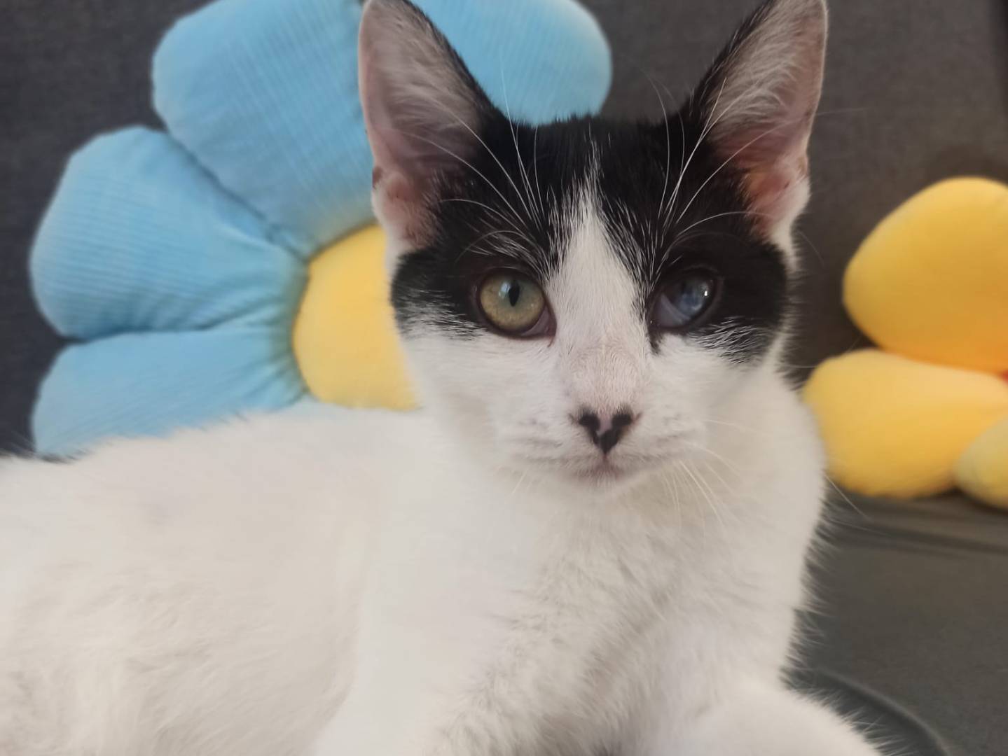 Adotta un gatto, taglia non valida, femmina, Bari