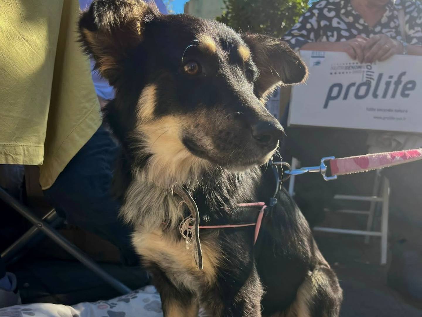 Adotta il cane EDEN a Bari
