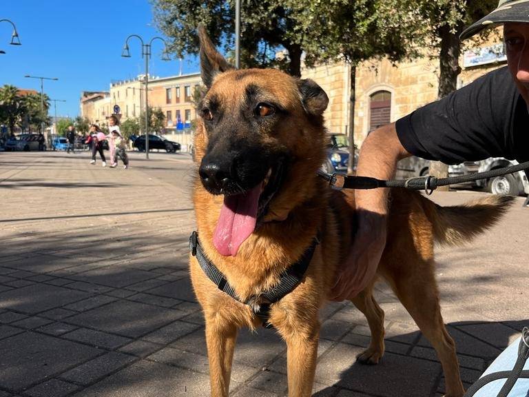 Adotta un cane, femmina, 4 anni  e 11 mesi , Bari