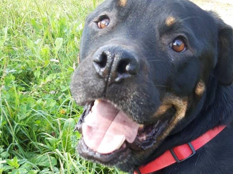 Vuoi adottare un cane a Torino?