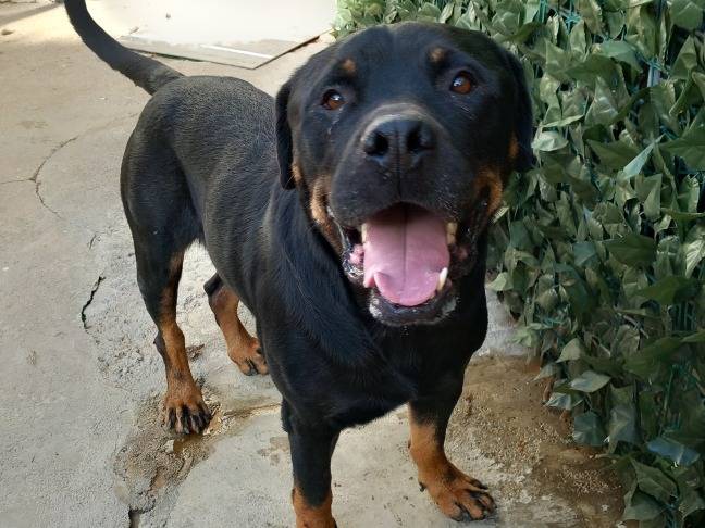 Adotta il cane Giulio a Torino
