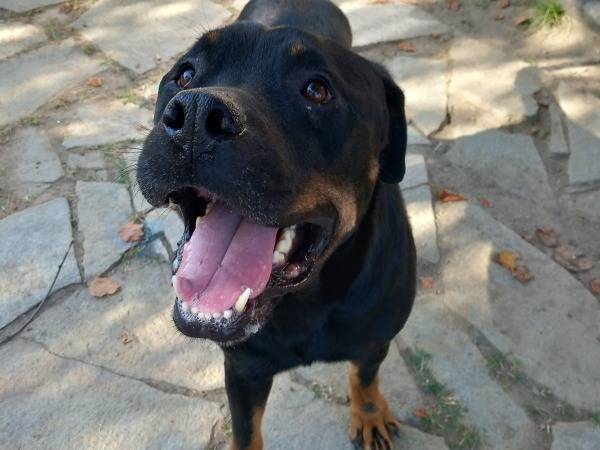 Adotta un cane, maschio, 4 anni  e 4 mesi , Torino