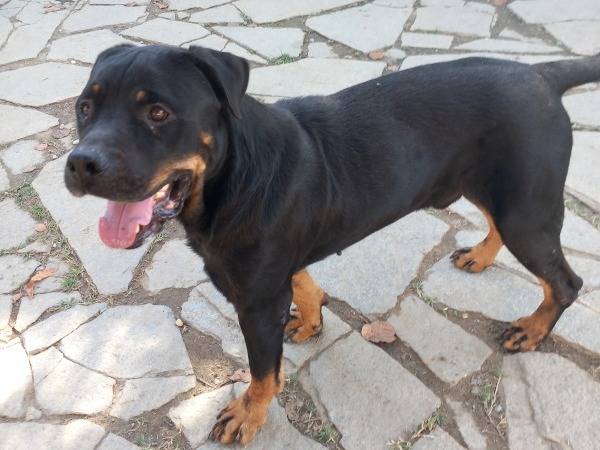 Adotta un cane, taglia grande, maschio, Torino