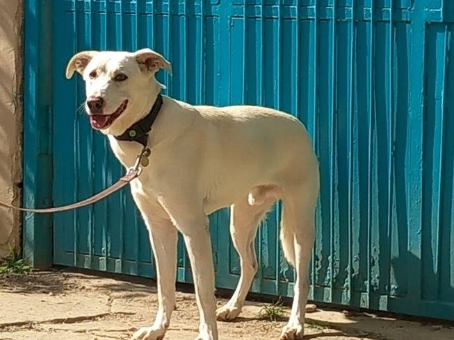 Adotta un cane, maschio, 5 anni  e 4 mesi , Torino