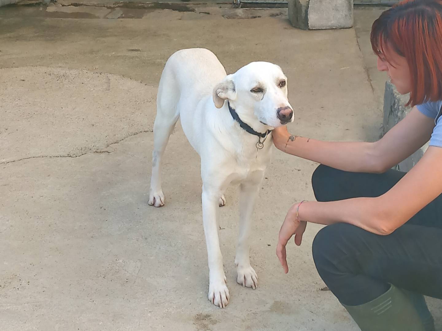 Adotta un cane, taglia media, maschio, Torino