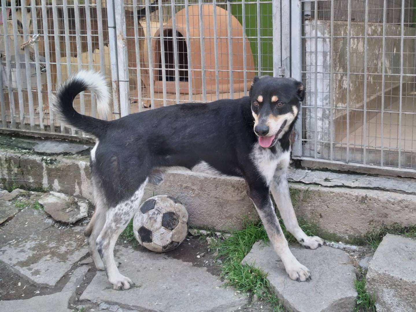 Adotta un cane, taglia media contenuta, maschio, Torino