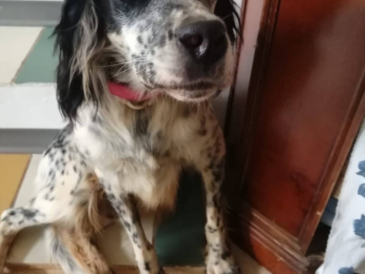 Adozione cane, femmina, meticcio, 8 anni e 9 mesi, taglia media contenuta, Cosenza