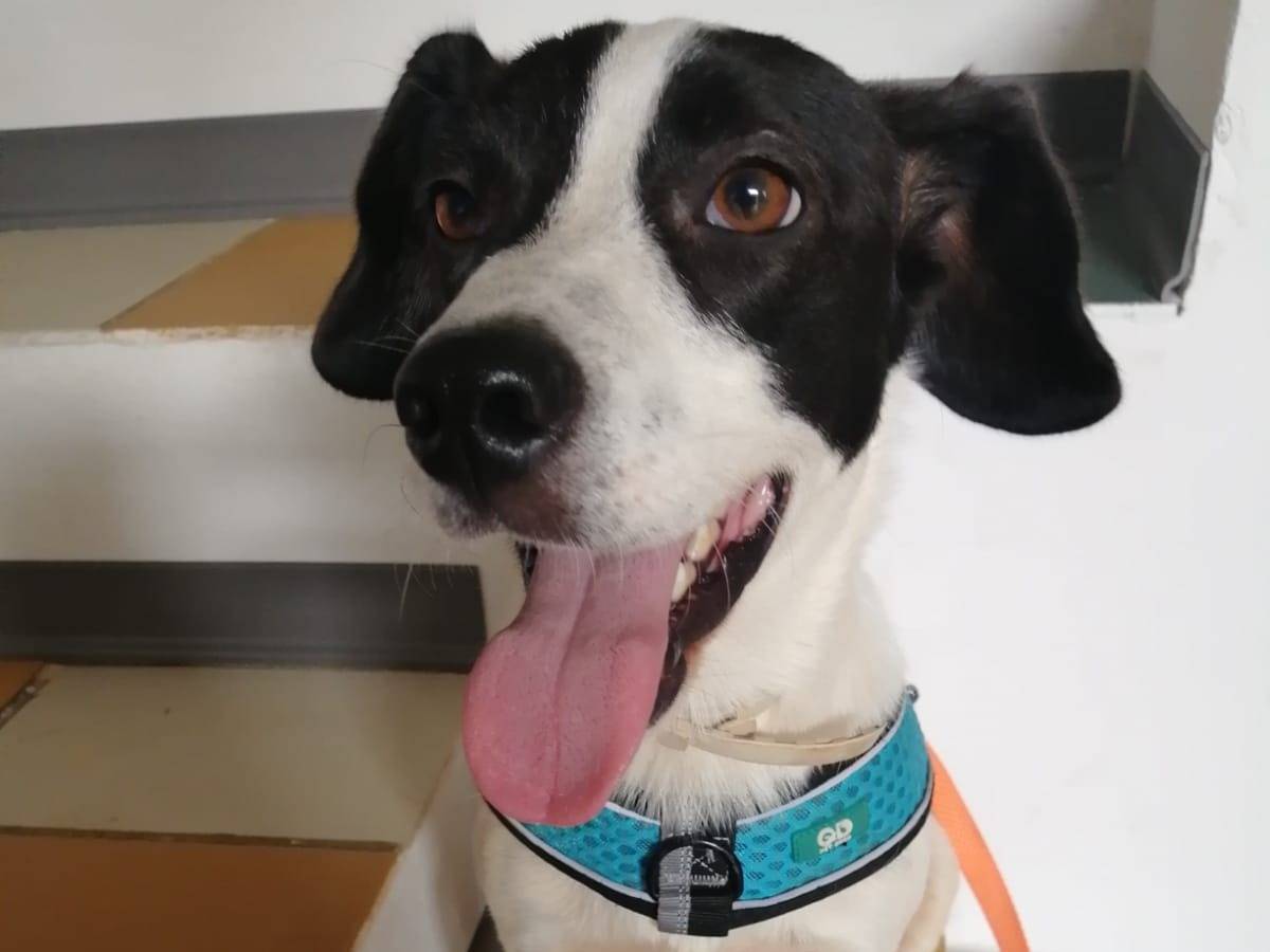 Adotta un cane, maschio, 4 anni e 1 mese, Cosenza