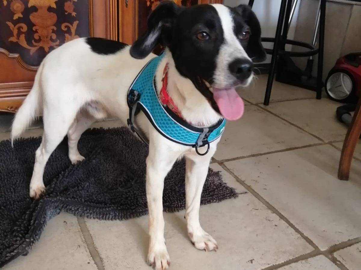 Vuoi adottare un cane a Cosenza?