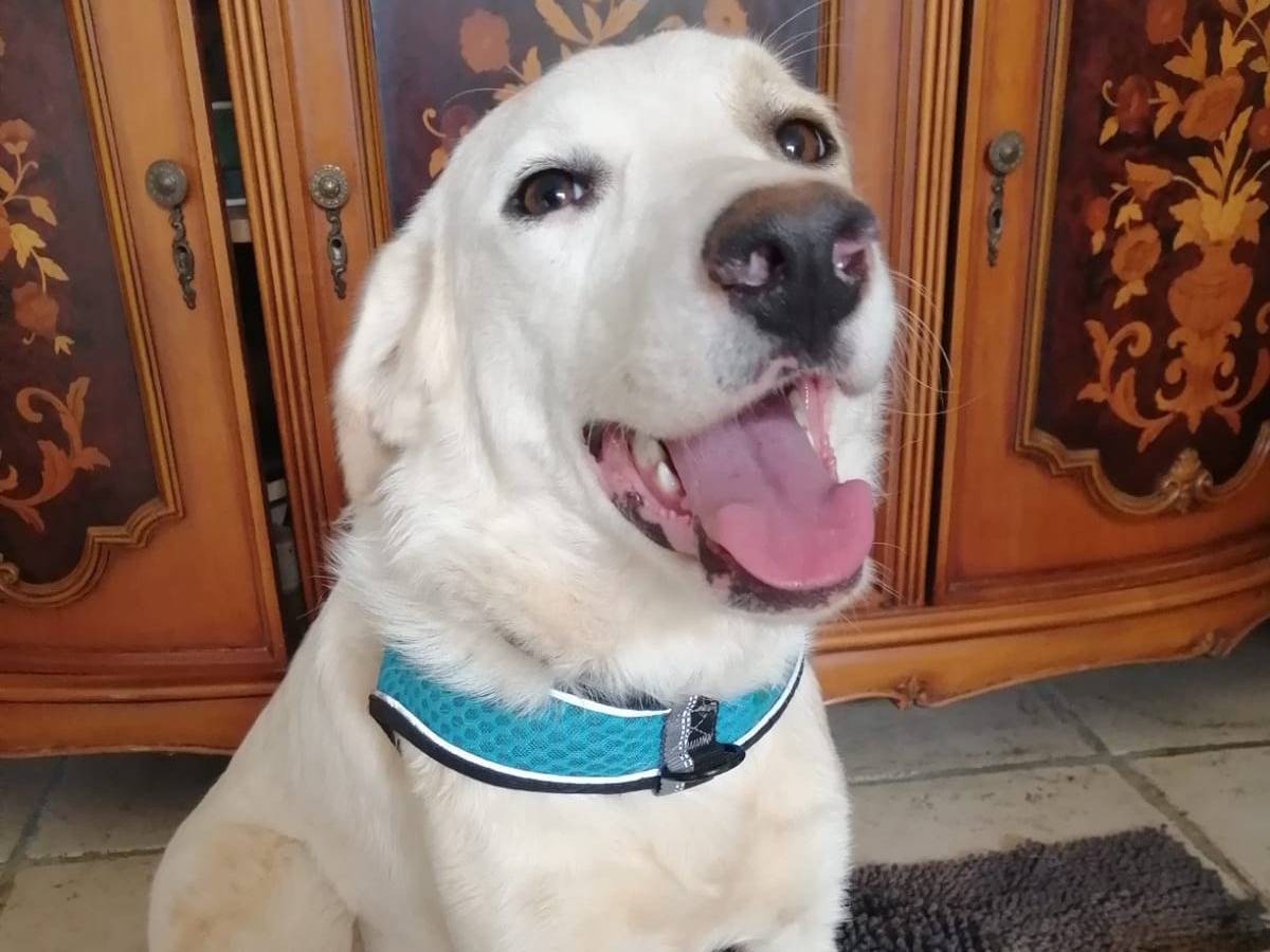 Adotta un cane, femmina, 3 anni e 9 mesi, Cosenza