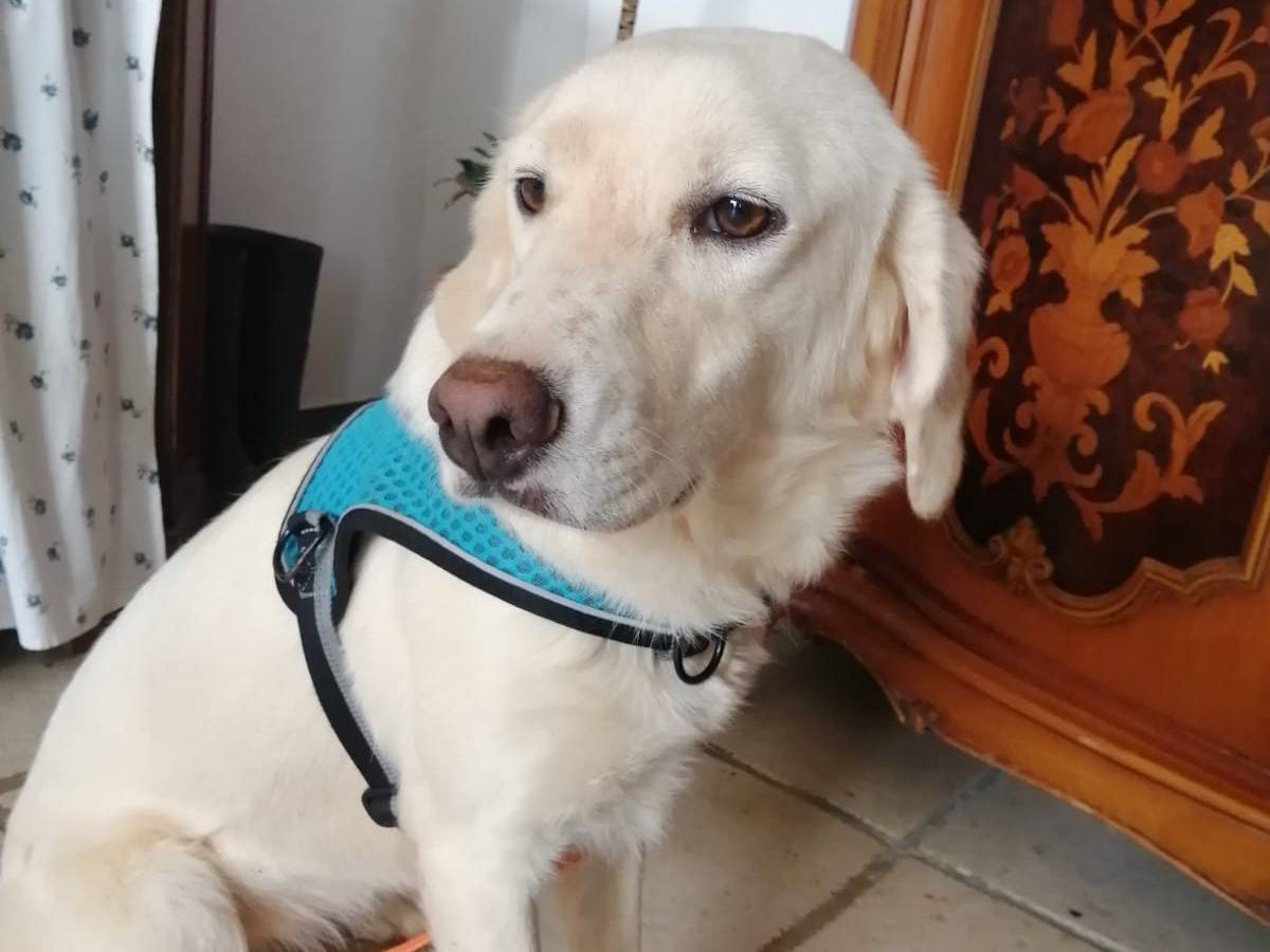 Adotta un cane, taglia media contenuta, femmina, Cosenza