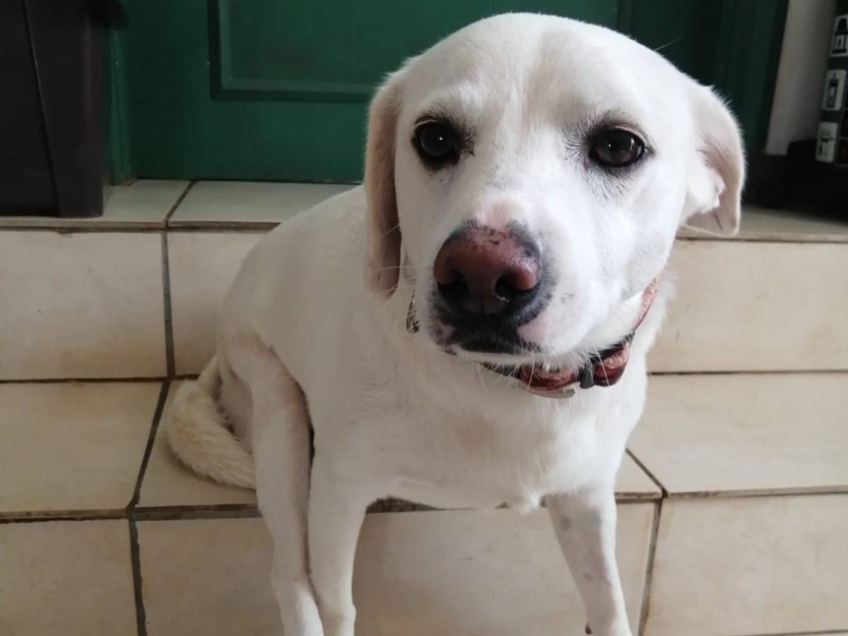 Adozione cane, maschio, meticcio, 6 anni e 10 mesi, taglia media contenuta, Cosenza