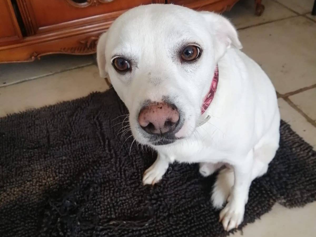 Vuoi adottare un cane a Cosenza?