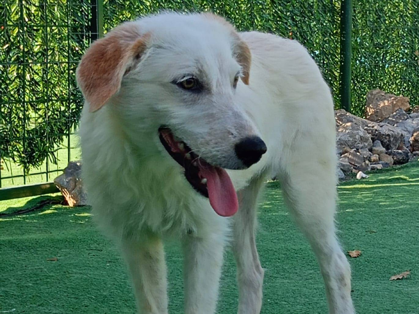 Adotta un cane, taglia media contenuta, femmina, Cosenza