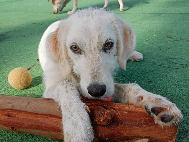 Adotta un cane, femmina, 3 anni, Cosenza