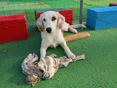 Adozione cane, femmina, meticcio, 3 anni, taglia piccola, Cosenza