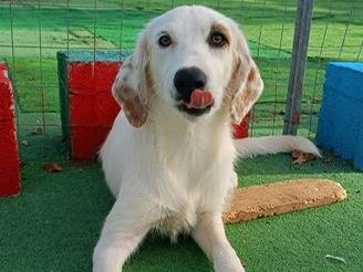 Vuoi adottare un cane a Cosenza?