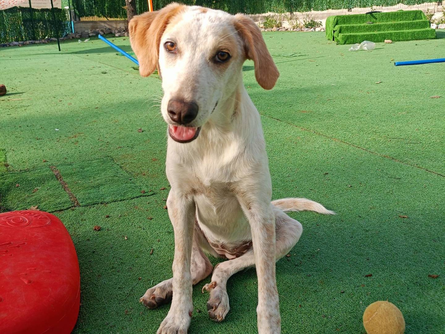 Adotta un cane, femmina, 2 anni  e 1 mese, Cosenza