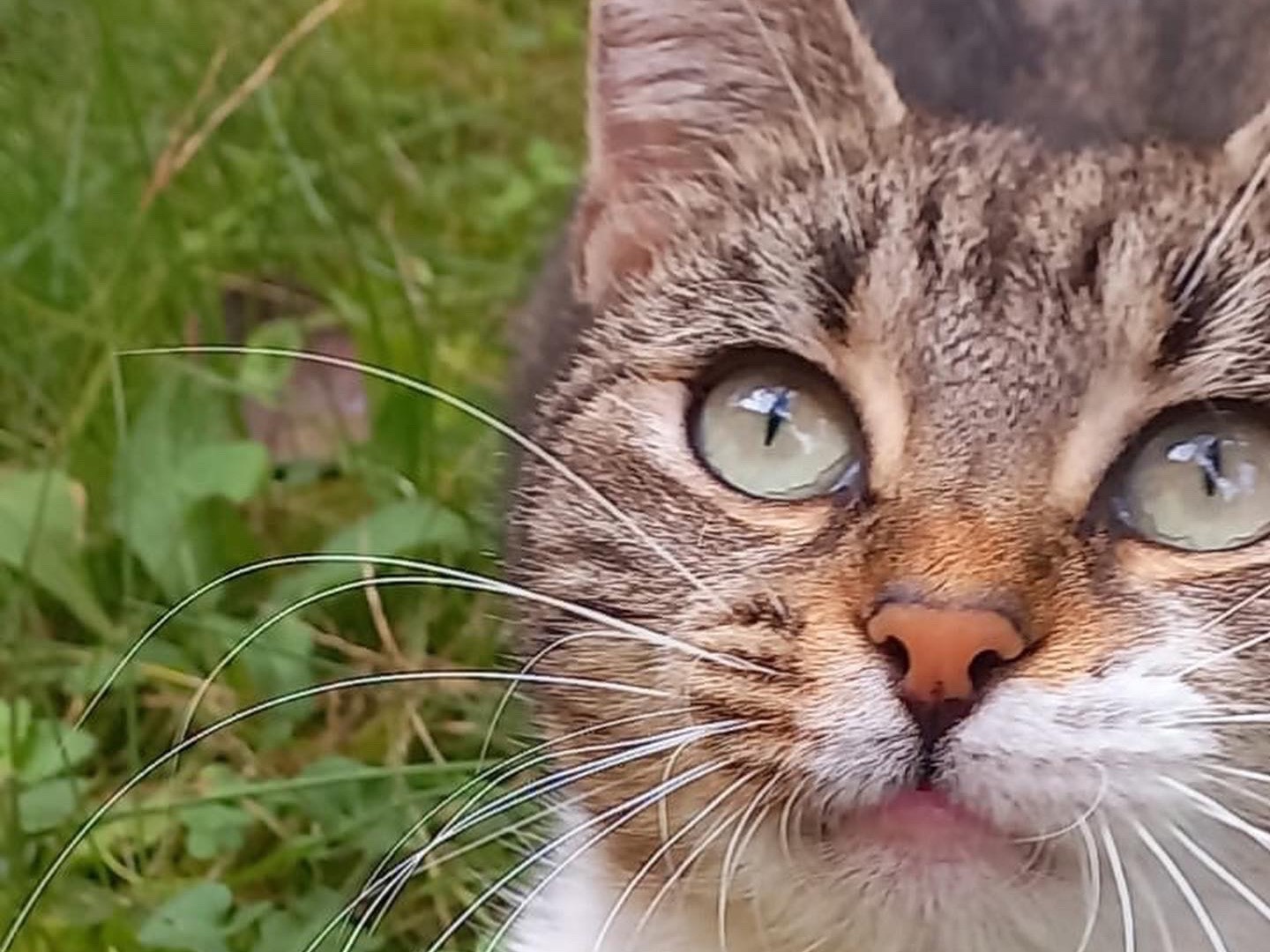 Adozione gatto, femmina, meticcio, 2 anni  e 7 mesi , taglia non valida, Roma