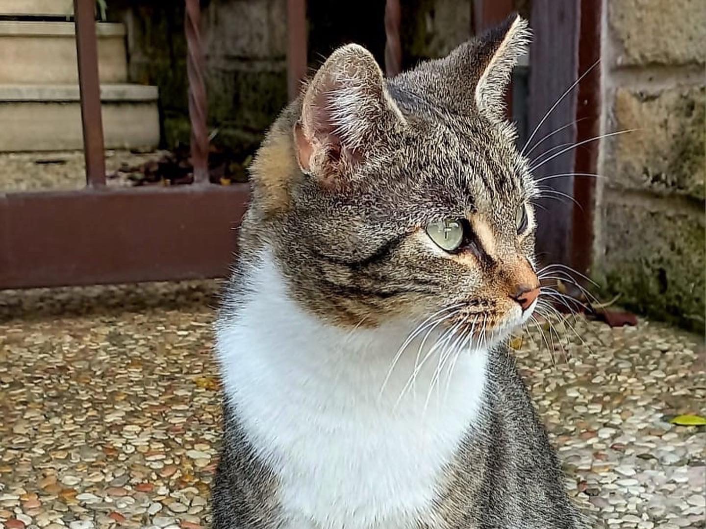 Adotta un gatto, femmina, 2 anni  e 7 mesi , Roma