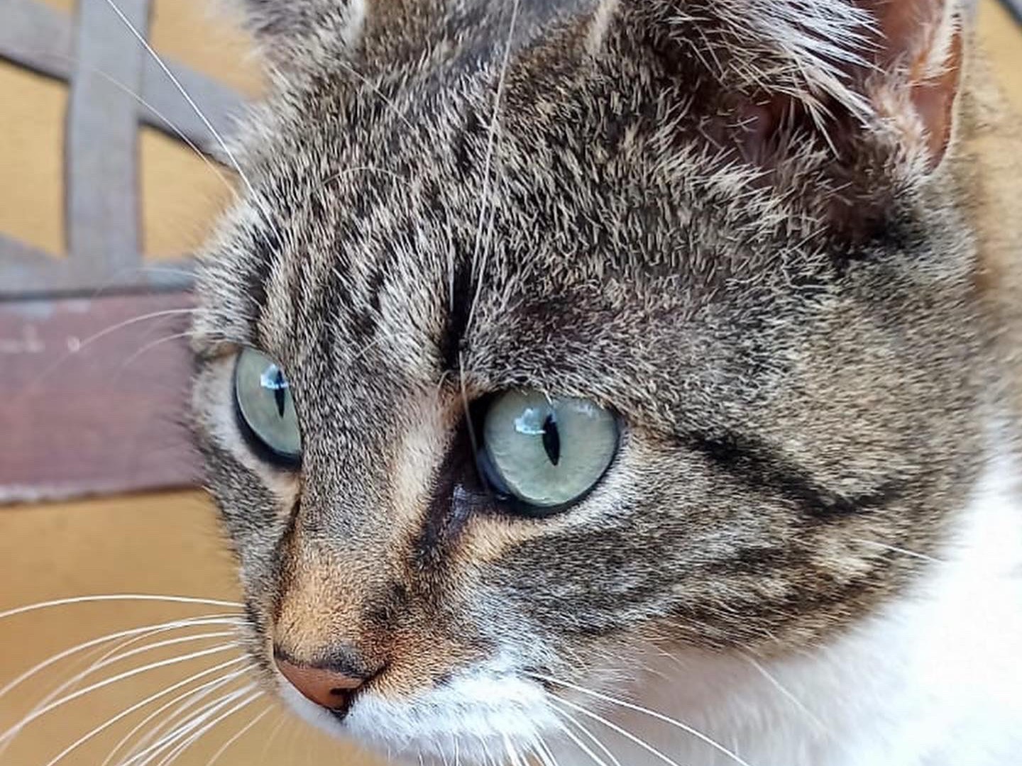 Adotta un gatto, taglia non valida, femmina, Roma