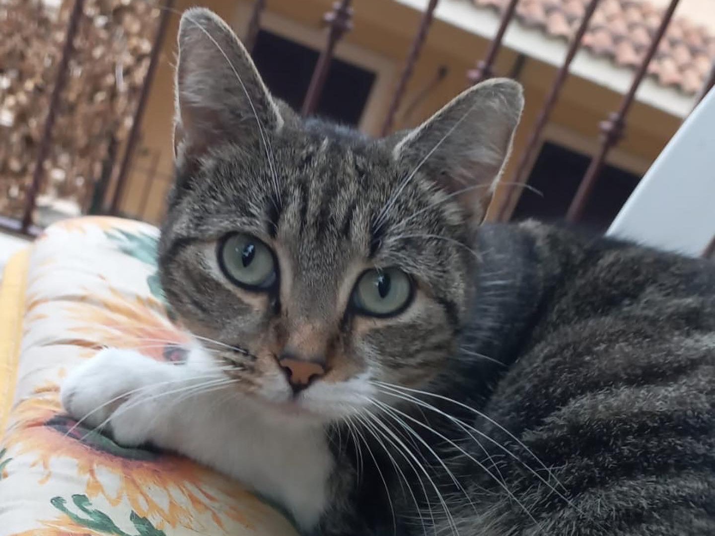 Vuoi adottare un gatto a Roma?