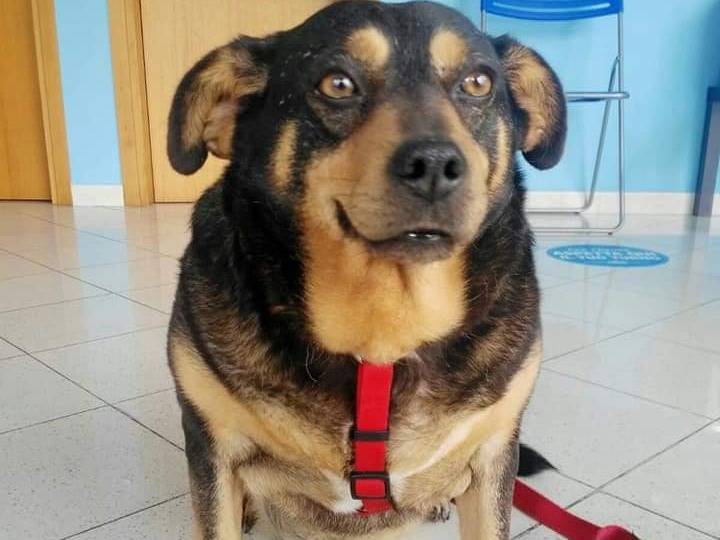 Foto dell'animale