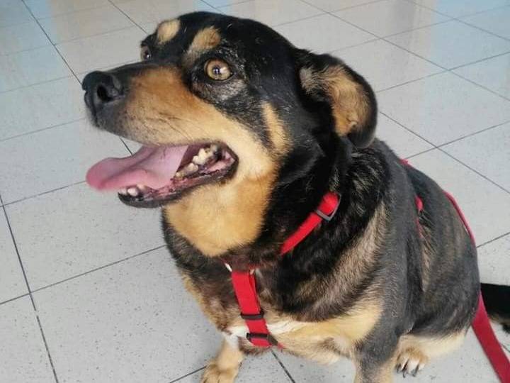 Adotta un cane, taglia piccola, femmina, Messina