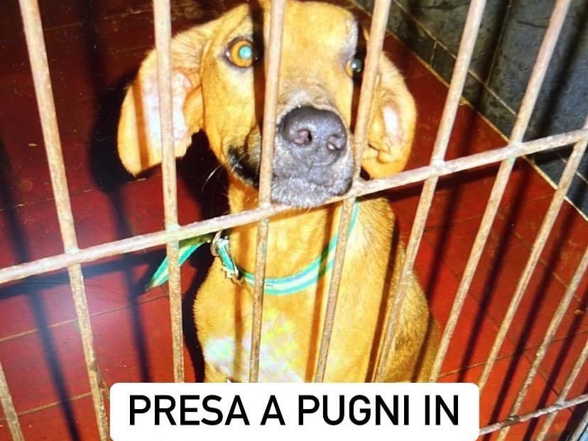 Adozione cane, femmina, meticcio, 3 anni e 10 mesi, taglia piccola, Como