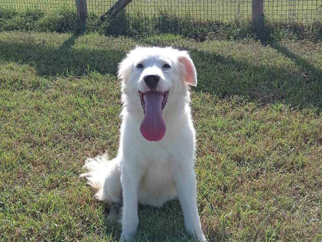 Adotta un cane, femmina, 2 anni  e 2 mesi , Latina