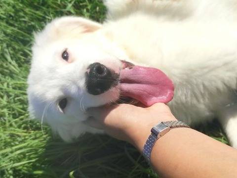 Adotta un cane, taglia media, femmina, Latina
