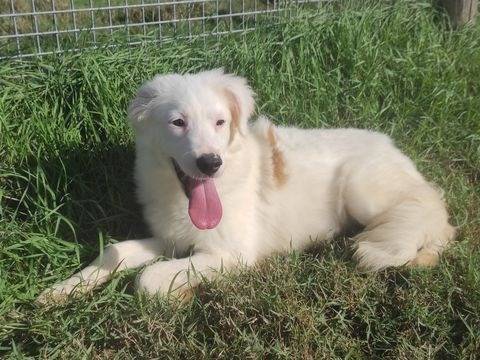 Vuoi adottare un cane a Latina?