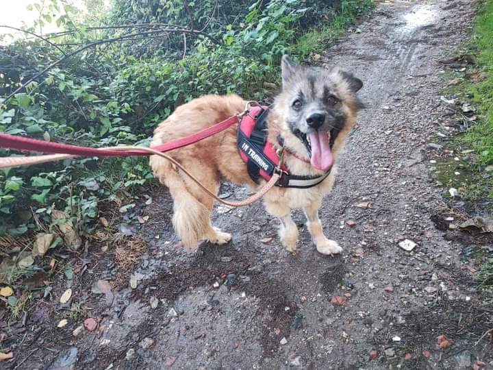 Vuoi adottare un cane a Napoli?