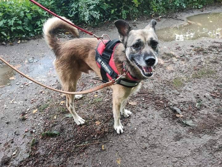 Adozione cane, maschio, meticcio, 7 anni  e 2 mesi , taglia media contenuta, Napoli