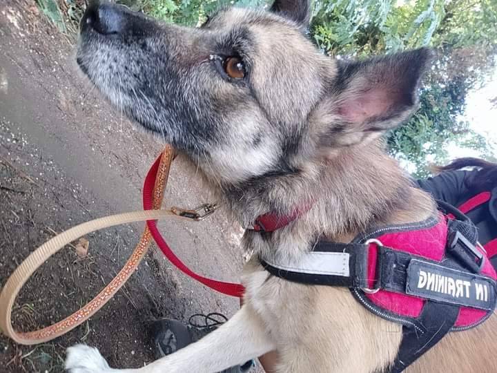 Adotta un cane, maschio, 7 anni  e 2 mesi , Napoli