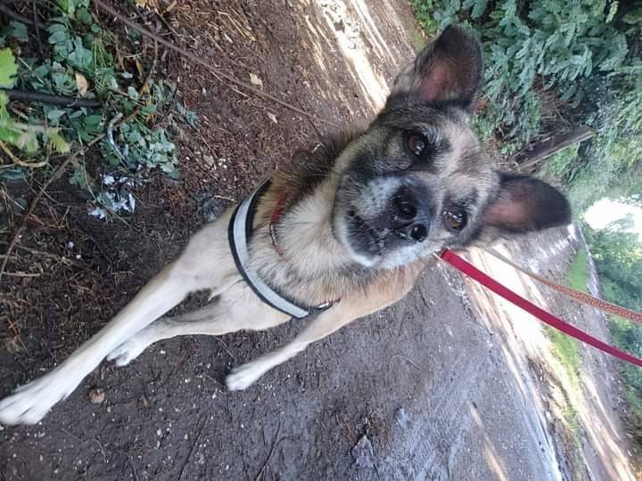 Adotta un cane, taglia media contenuta, maschio, Napoli