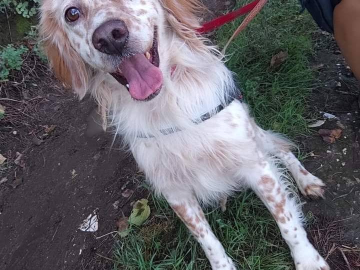 Adozione cane, maschio, Setter Inglese, 4 anni e 10 mesi, taglia media contenuta, Napoli