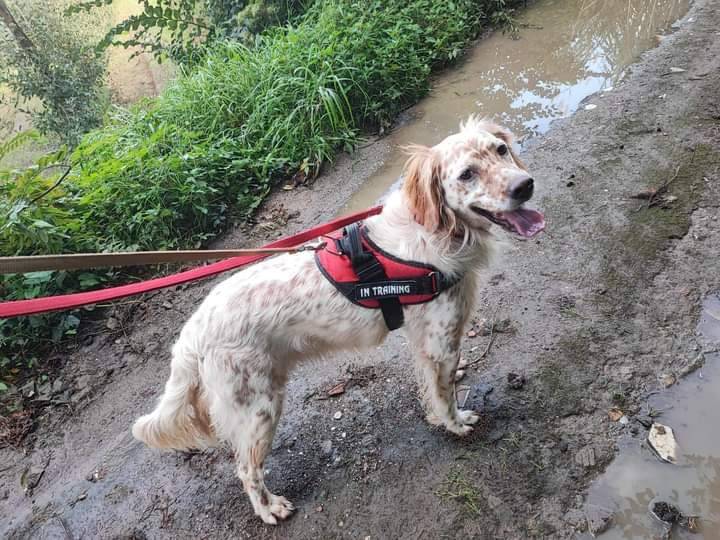 Adotta un cane, maschio, 4 anni e 10 mesi, Napoli