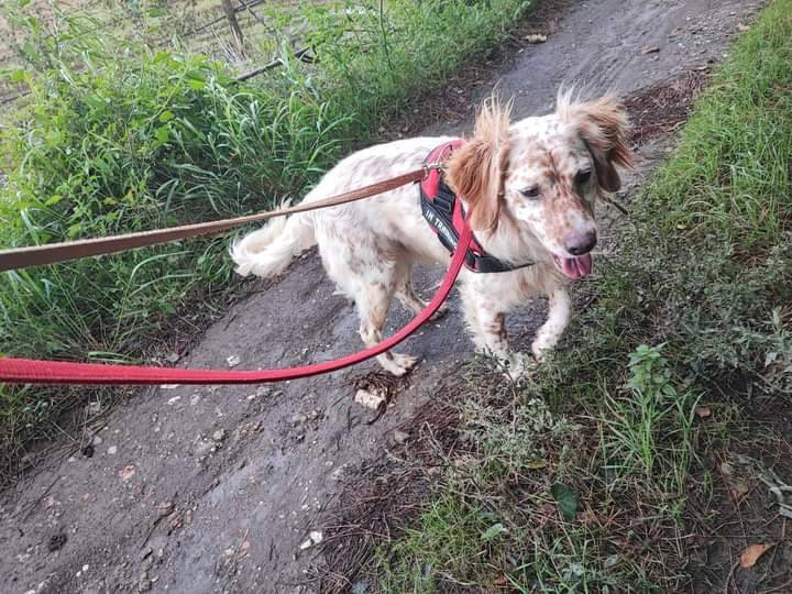 Adotta un cane, taglia media contenuta, maschio, Napoli