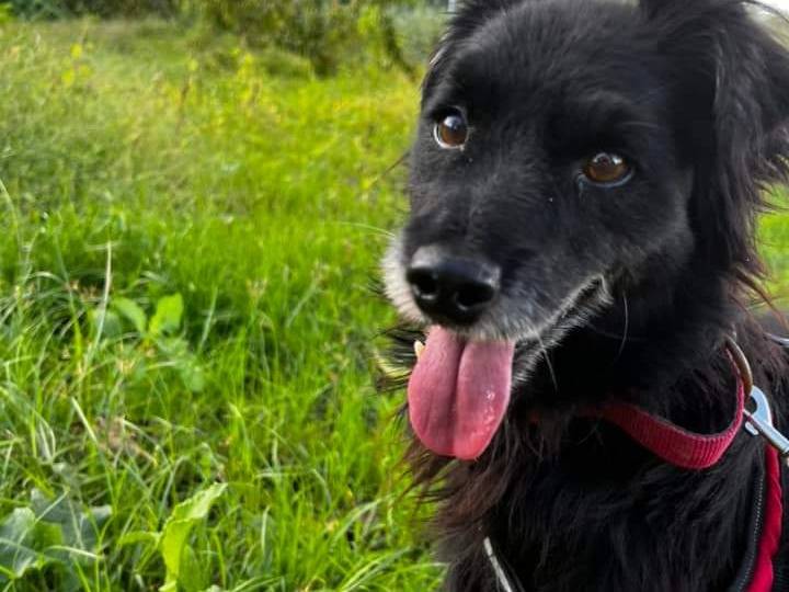Adozione cane, maschio, meticcio, 5 anni e 7 mesi, taglia piccola, Napoli